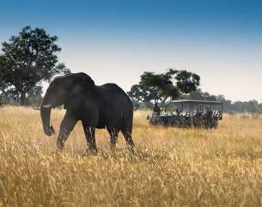 Safari na Extraordinária Botswana by andBeyond